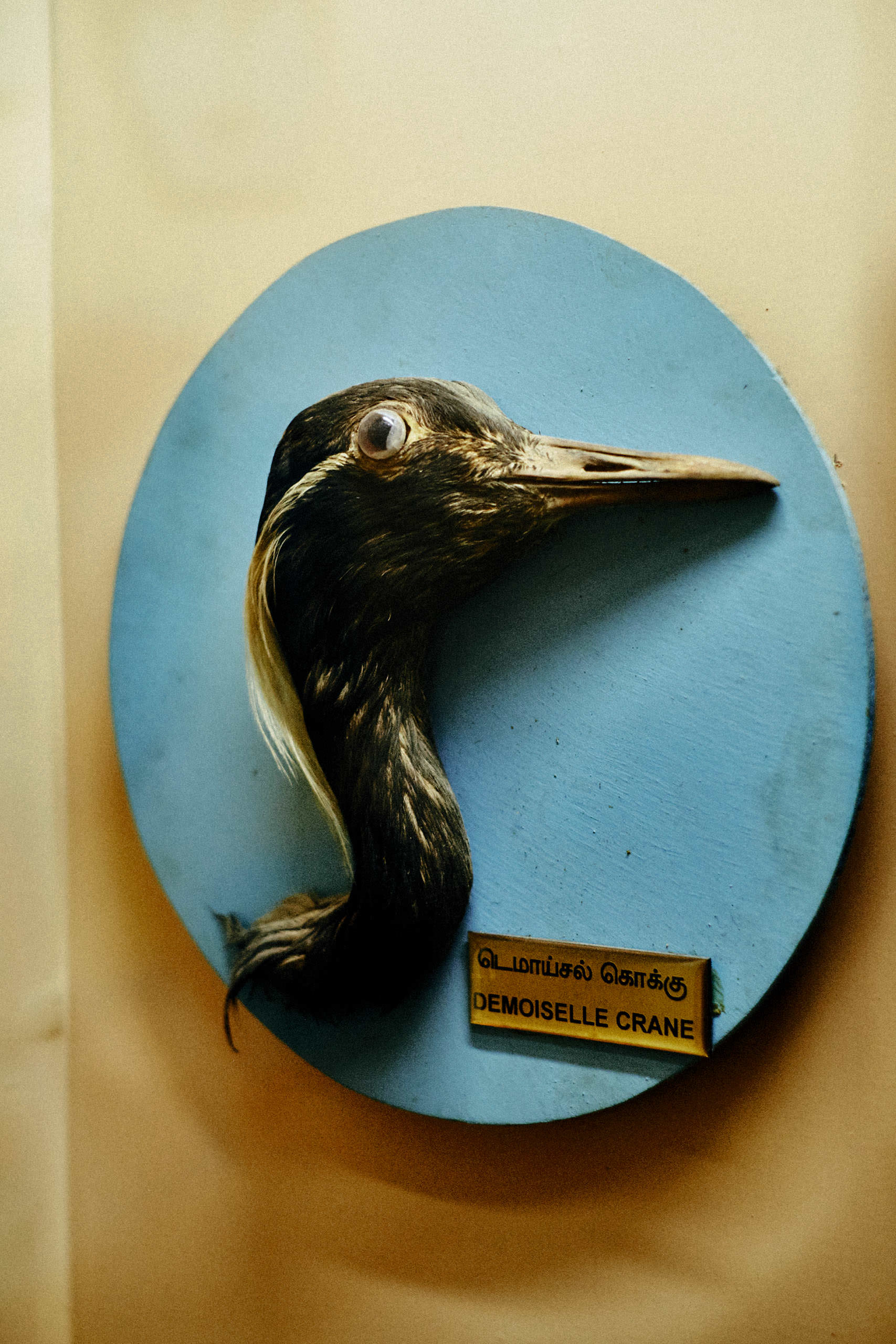 Government Art Museum Chennai